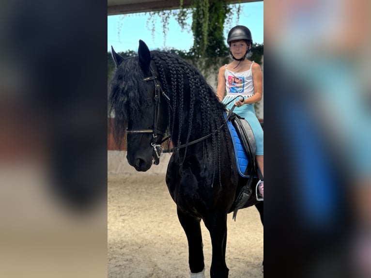 Friesen Hengst 9 Jahre 172 cm Rappe in Bergamo