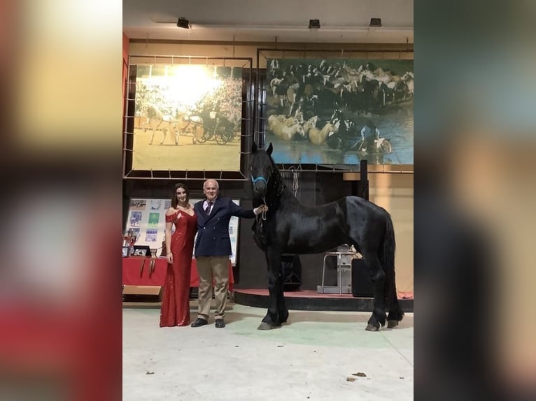 Friesen Hengst 9 Jahre 172 cm Rappe in Bergamo