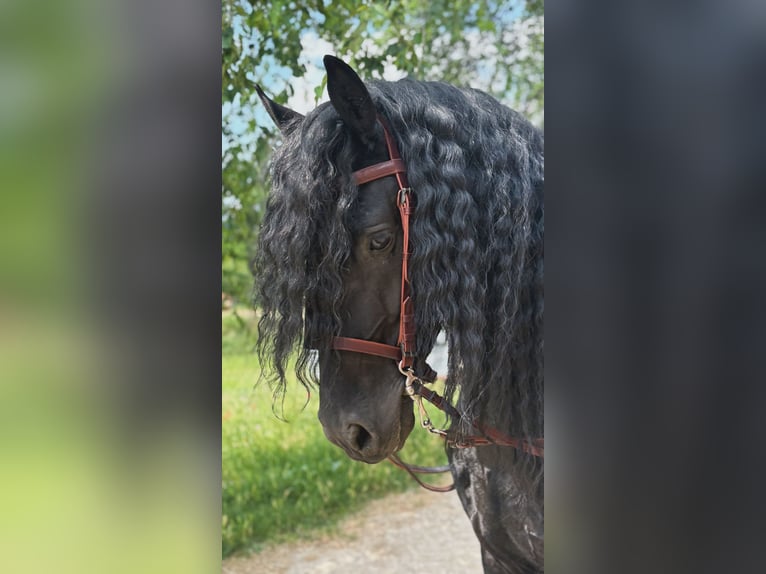 Friesen Hengst 9 Jahre 172 cm Rappe in Bergamo