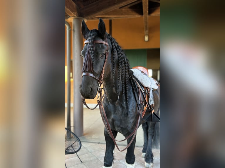 Friesen Hengst 9 Jahre 172 cm Rappe in Bergamo