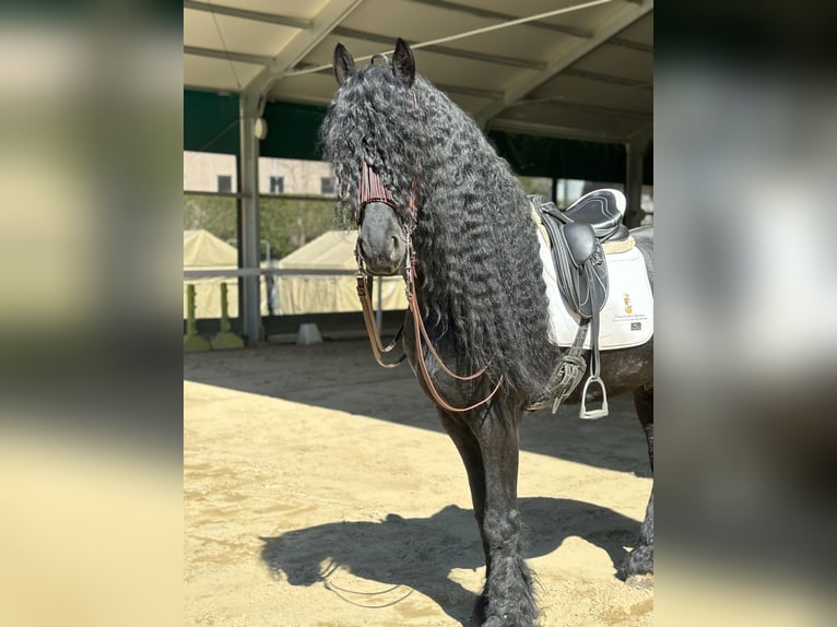 Friesen Hengst 9 Jahre 172 cm Rappe in Bergamo