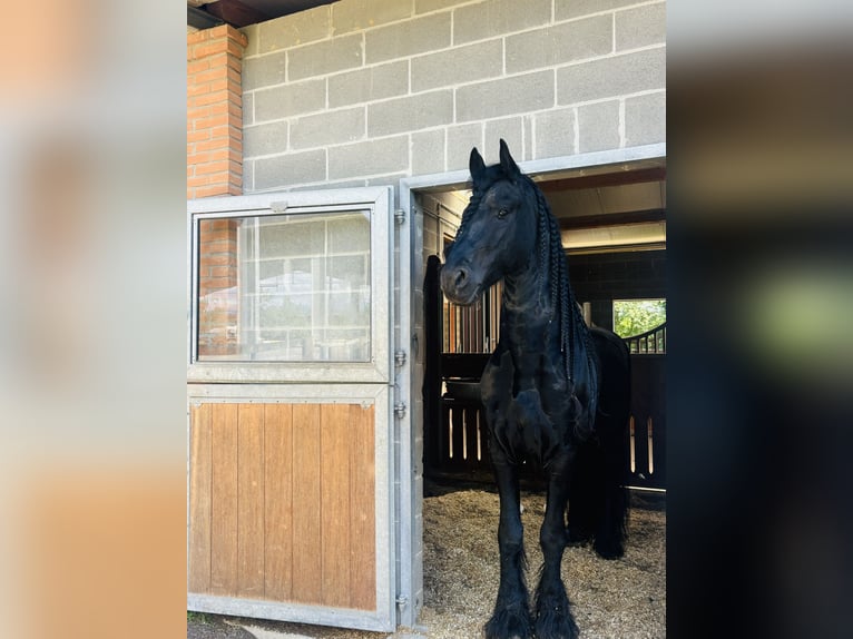 Friesen Hengst 9 Jahre 172 cm Rappe in Bergamo
