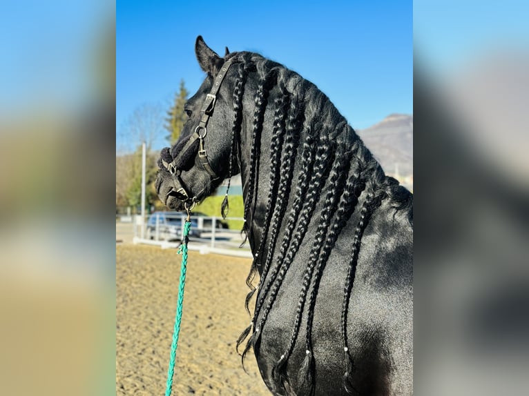 Friesen Hengst 9 Jahre 172 cm Rappe in Bergamo