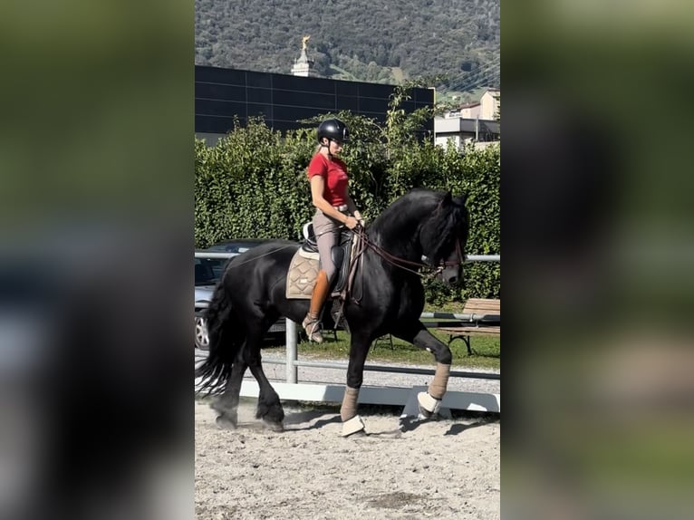 Friesen Hengst 9 Jahre 172 cm Rappe in Bergamo