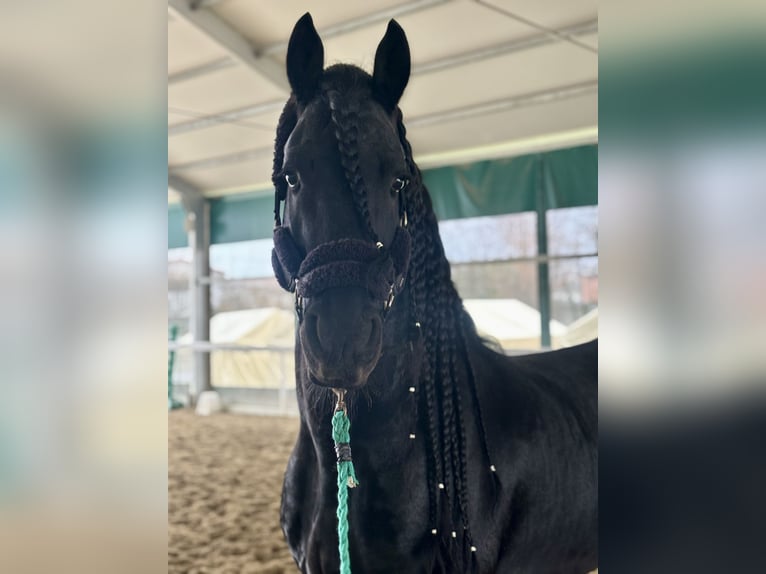 Friesen Hengst 9 Jahre 172 cm Rappe in Bergamo