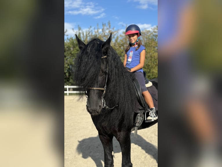 Friesen Hengst 9 Jahre 172 cm Rappe in Bergamo