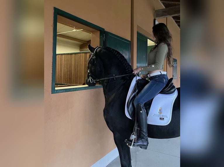 Friesen Hengst 9 Jahre 172 cm Rappe in Bergamo