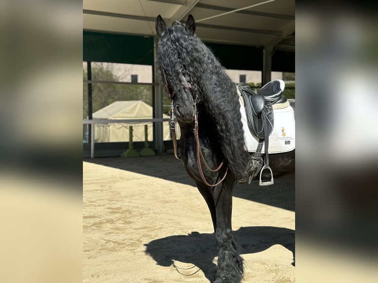 Friesen Hengst 9 Jahre 172 cm Rappe in Bergamo