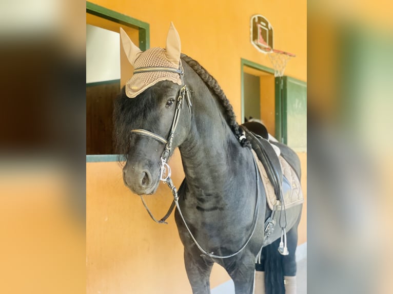 Friesen Hengst 9 Jahre 172 cm Rappe in Bergamo