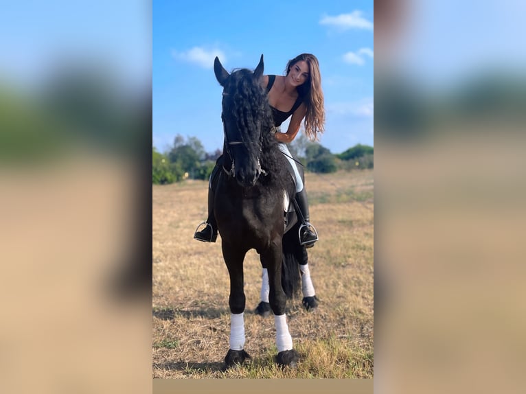 Friesen Hengst 9 Jahre 172 cm Rappe in Bergamo