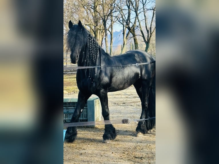 Friesen Hengst 9 Jahre 172 cm Rappe in Bergamo