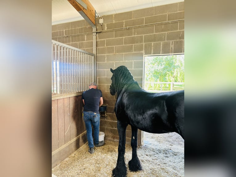Friesen Hengst 9 Jahre 172 cm Rappe in Bergamo