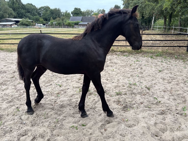 Friesen Mix Hengst Fohlen (03/2026) 130 cm Rappe in Bockhorn GoelriehenfeldBockhorn