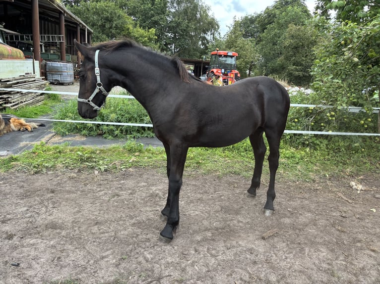 Friesen Mix Hengst Fohlen (03/2026) 130 cm Rappe in Bockhorn GoelriehenfeldBockhorn