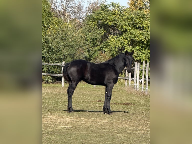 Friesen Hengst Fohlen (03/2025) 148 cm Rappe in Kottingbrunn