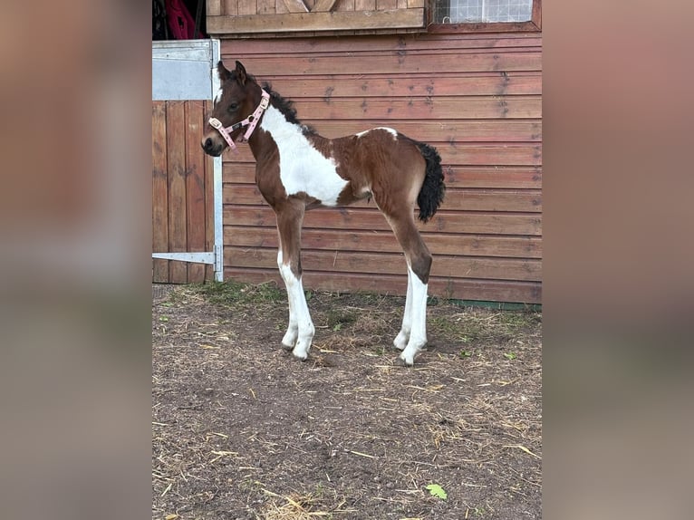 Friesen Mix Hengst Fohlen (02/2024) 152 cm Tobiano-alle-Farben in Cheshire