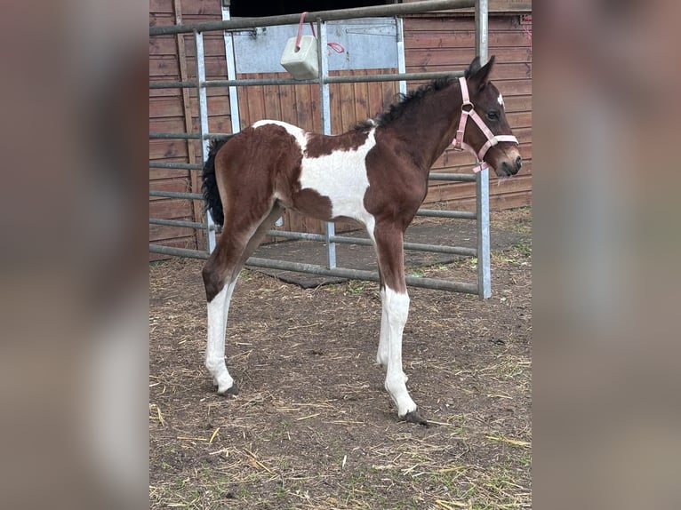 Friesen Mix Hengst Fohlen (02/2024) 152 cm Tobiano-alle-Farben in Cheshire