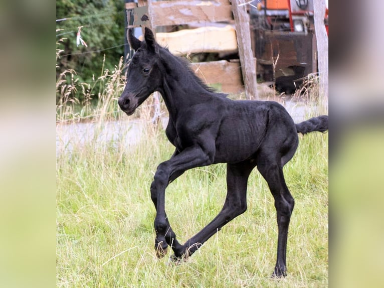 Friesen Mix Hengst  161 cm Rappe in Scheibenberg
