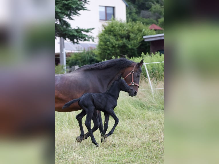 Friesen Mix Hengst  161 cm Rappe in Scheibenberg