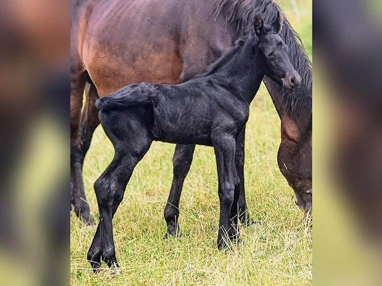 Friesen Mix Hengst Fohlen (07/2025) 162 cm Rappe in Scheibenberg
