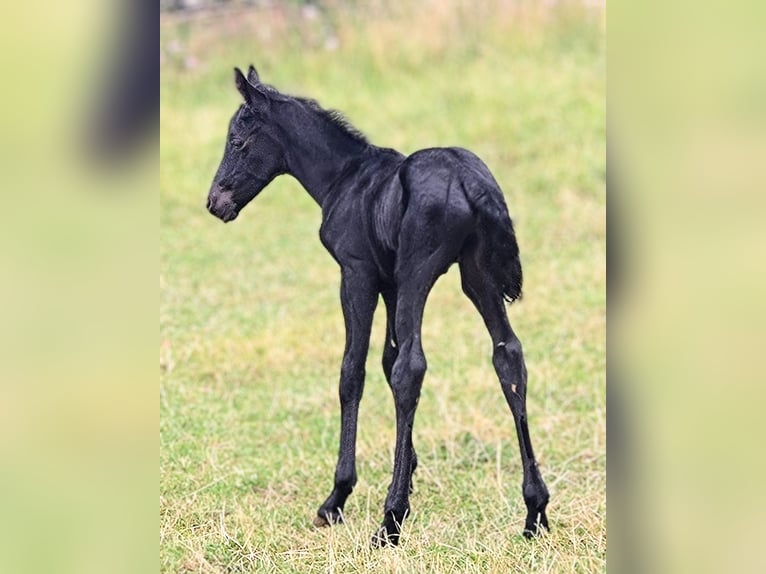 Friesen Mix Hengst Fohlen (07/2025) 162 cm Rappe in Scheibenberg