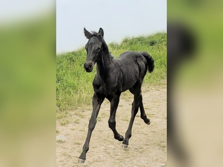 Friesen Mix Hengst Fohlen (07/2025) 162 cm Rappe in Scheibenberg
