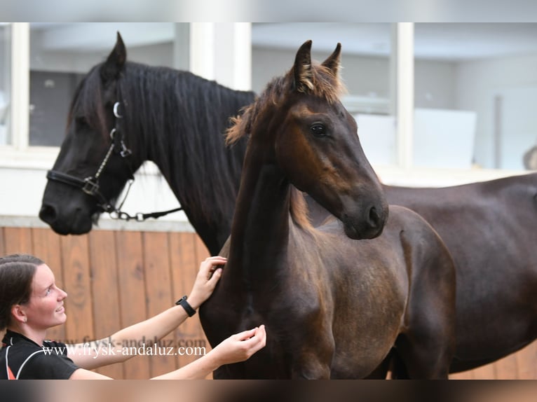 Friesen Hengst Fohlen (02/2025) 164 cm Rappe in Mijnsheerenland
