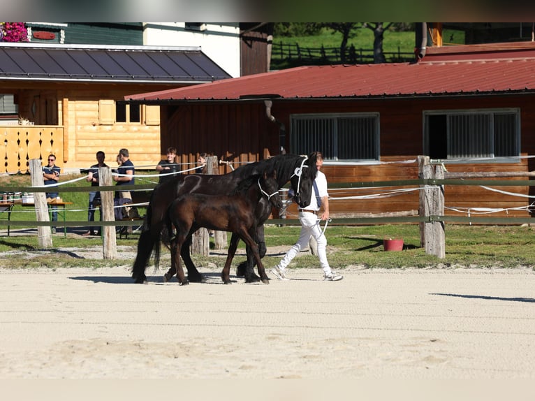 Friesen Hengst Fohlen (05/2026) 165 cm Rappe in Oberperfuss