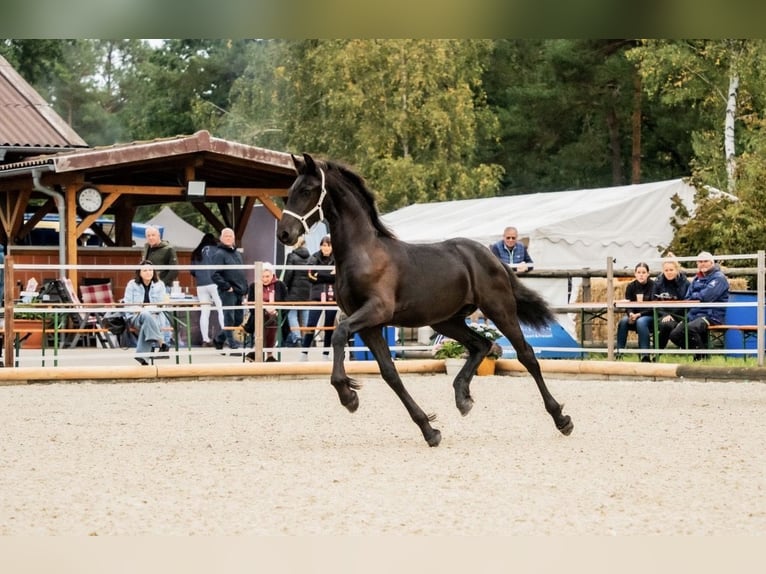 Friesen Hengst Fohlen (01/2025) in Zw&#xF6;nitz