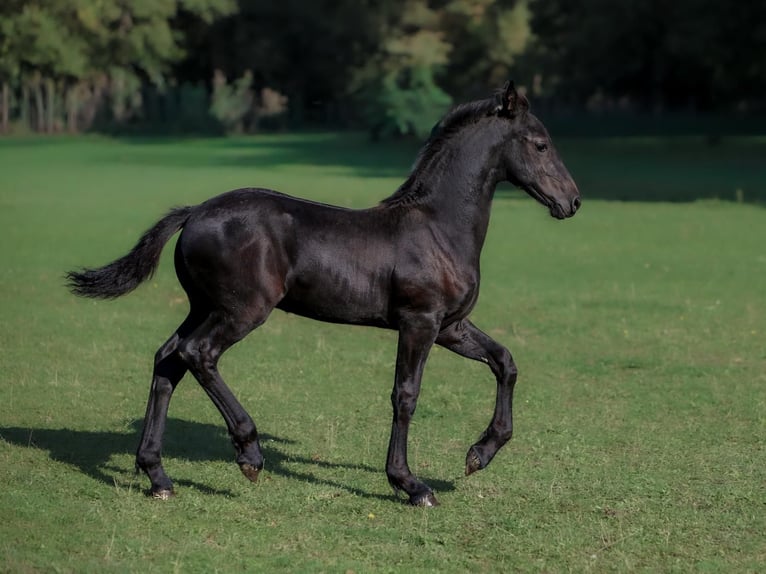 Friesen Hengst Fohlen (06/2026) Rappe in Breydin