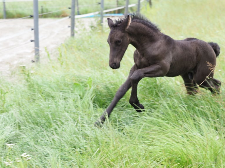 Friesen Hengst Fohlen (05/2026) Rappe in Burgheim