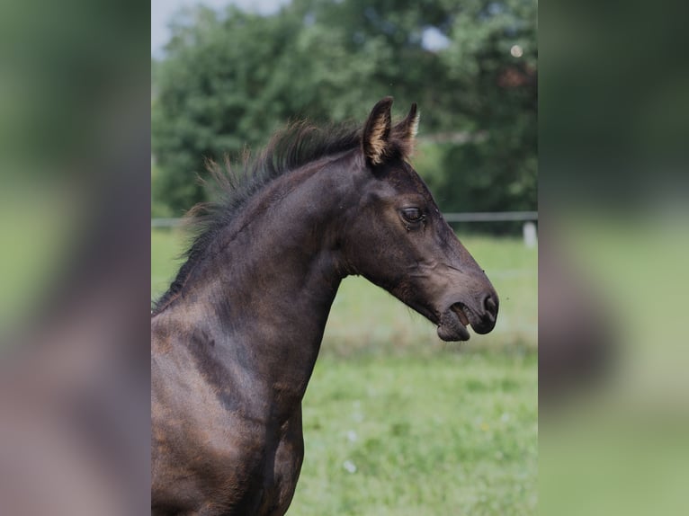 Friesen Hengst Fohlen (05/2025) Rappe in Burgheim