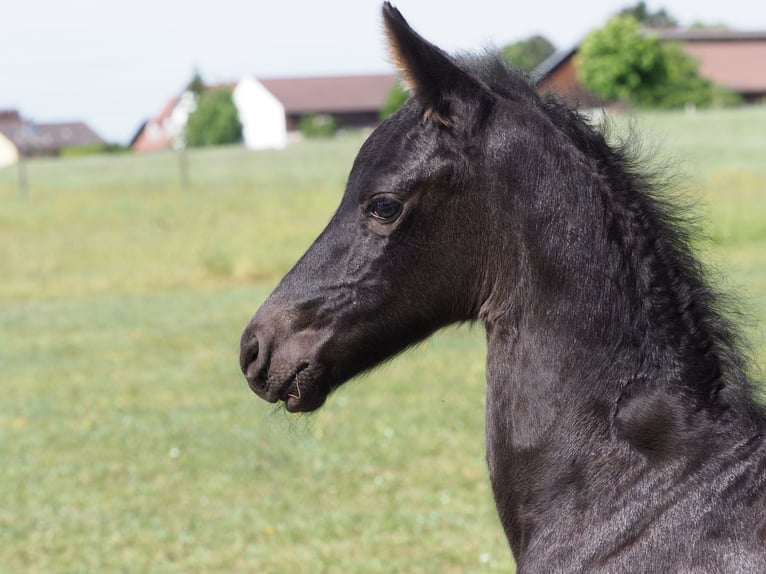 Friesen Hengst Fohlen (05/2025) Rappe in Burgheim