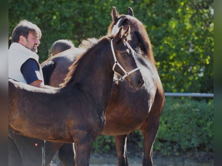 Friesen Hengst Fohlen (05/2026) Rappe in Burgheim