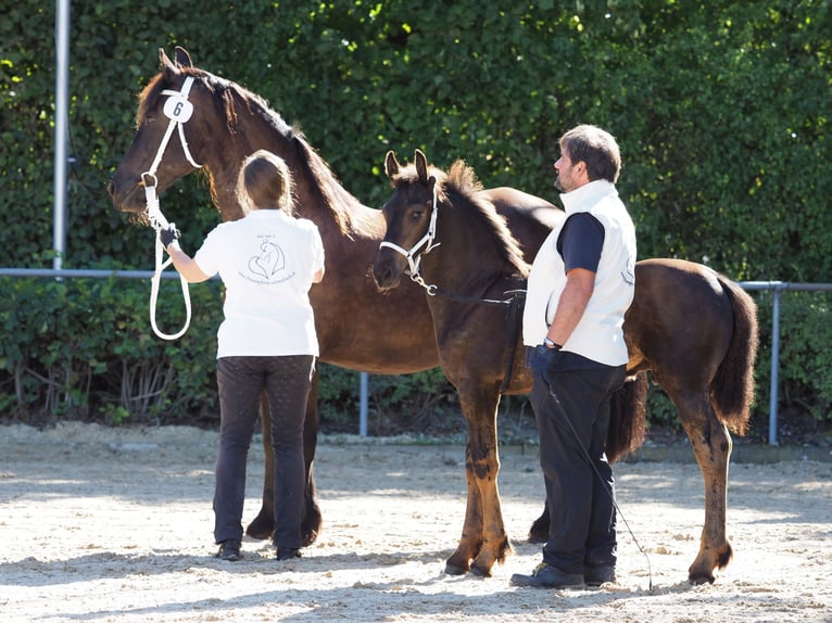 Friesen Hengst Fohlen (05/2026) Rappe in Burgheim
