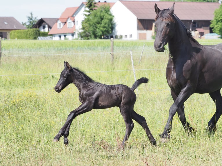 Friesen Hengst Fohlen (05/2025) Rappe in Burgheim