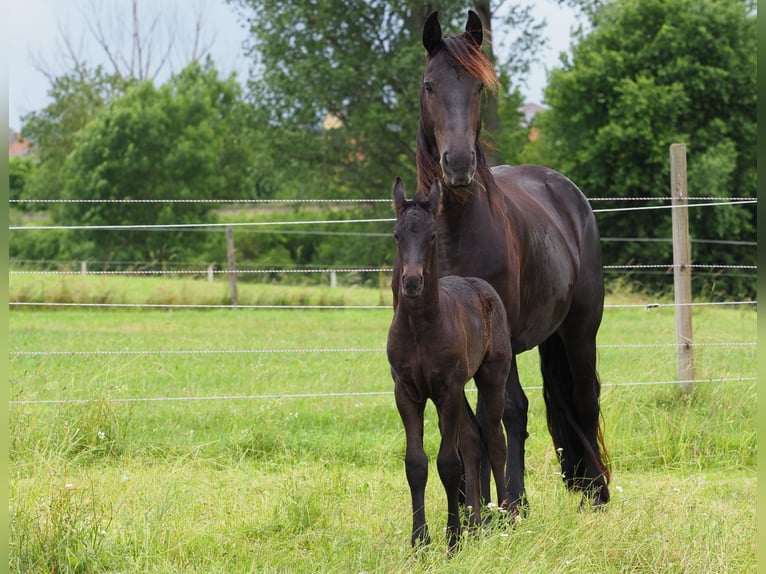 Friesen Hengst Fohlen (05/2025) Rappe in Burgheim