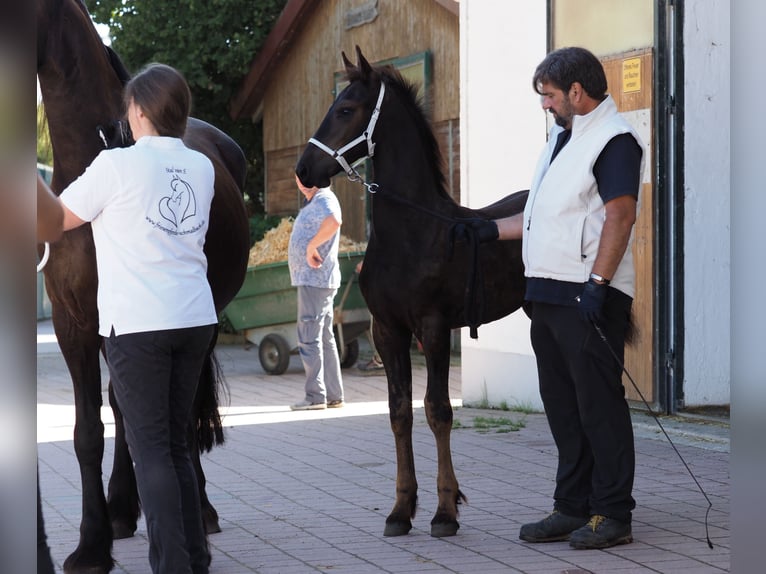 Friesen Hengst Fohlen (05/2026) Rappe in Burgheim