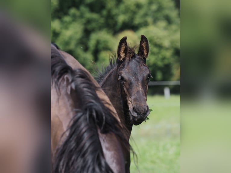 Friesen Hengst Fohlen (05/2025) Rappe in Burgheim