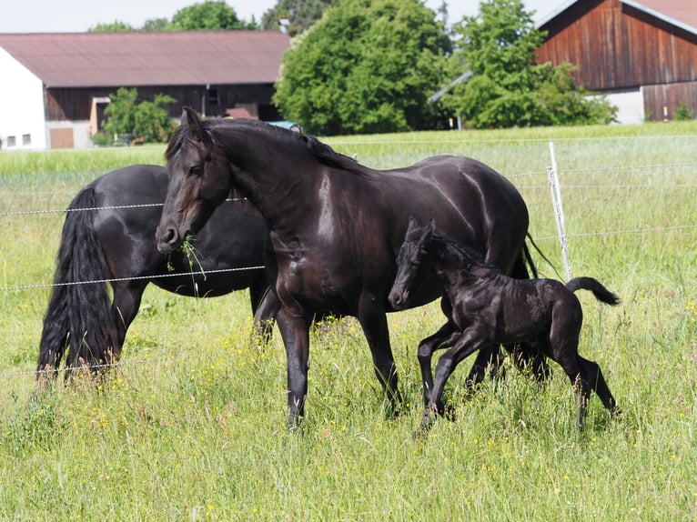 Friesen Hengst Fohlen (05/2025) Rappe in Burgheim