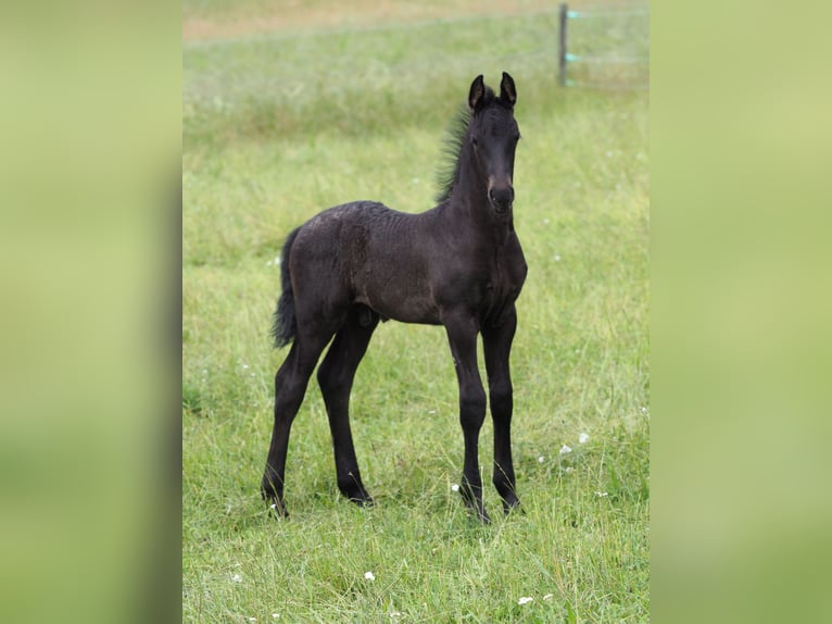 Friesen Hengst Fohlen (05/2025) Rappe in Burgheim