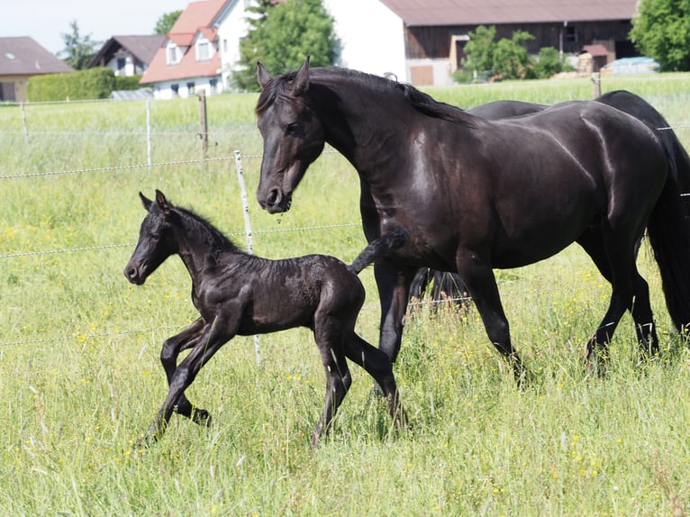 Friesen Hengst Fohlen (05/2025) Rappe in Burgheim