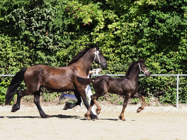 Friesen Hengst Fohlen (05/2026) Rappe in Burgheim