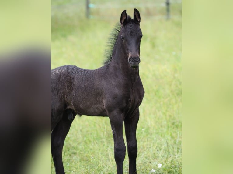 Friesen Hengst Fohlen (05/2025) Rappe in Burgheim