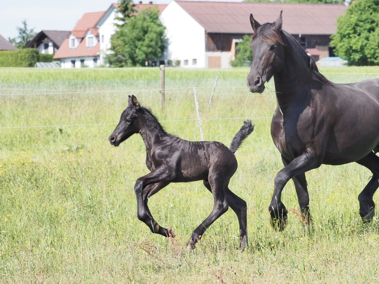 Friesen Hengst Fohlen (05/2025) Rappe in Burgheim