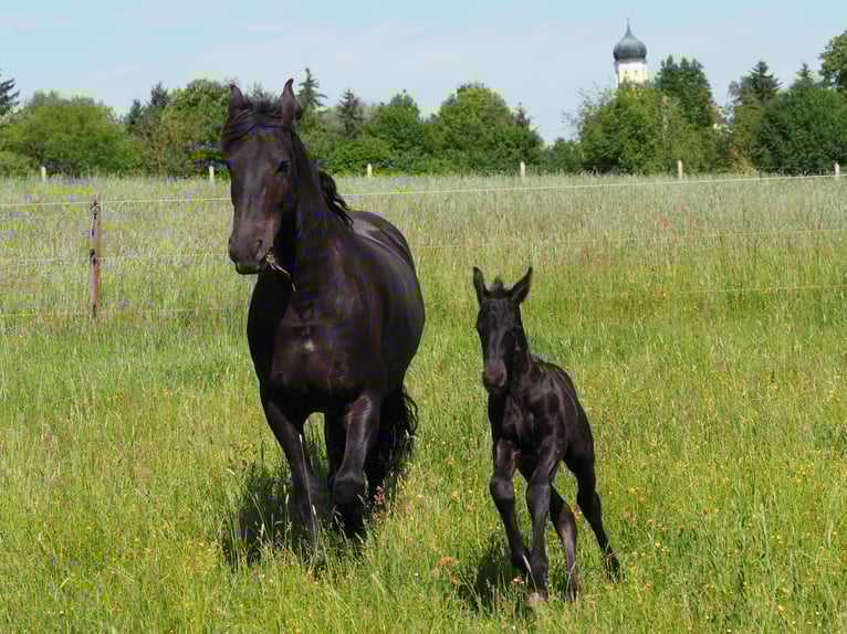 Friesen Hengst Fohlen (05/2025) Rappe in Burgheim