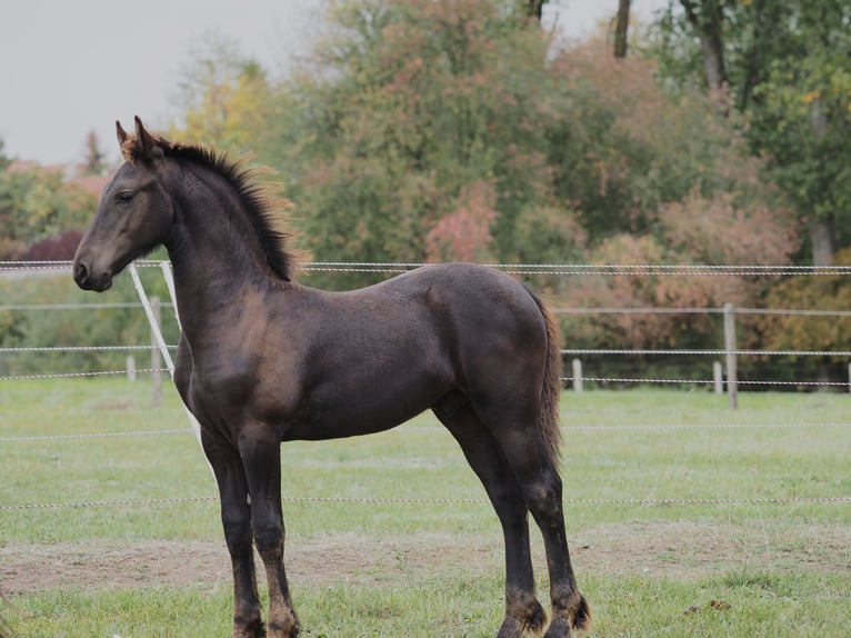 Friesen Hengst Fohlen (05/2026) Rappe in Burgheim