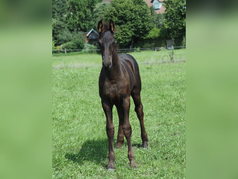 Friesen Hengst Fohlen (05/2025) Rappe in Burgheim
