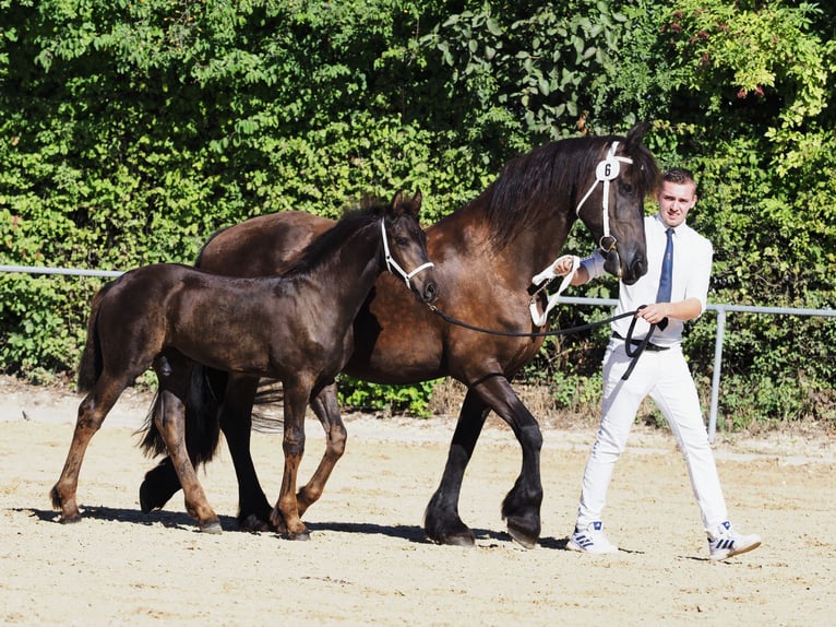 Friesen Hengst Fohlen (05/2026) Rappe in Burgheim