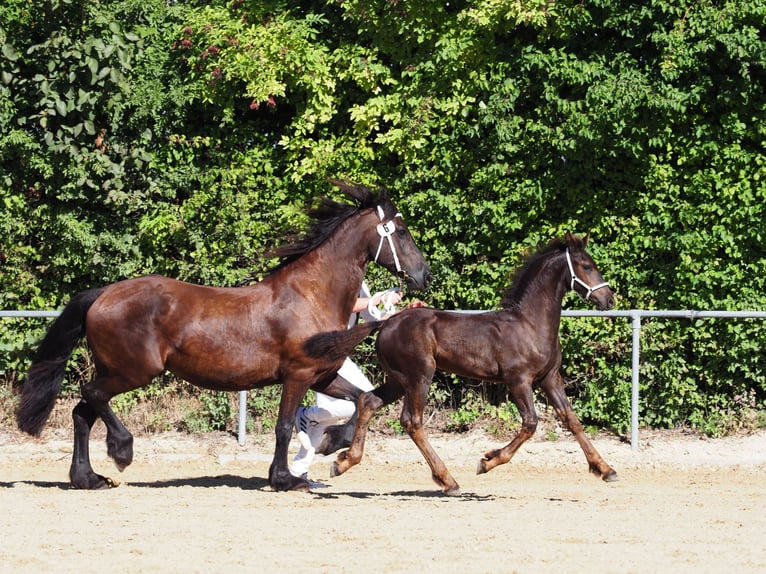 Friesen Hengst Fohlen (05/2026) Rappe in Burgheim